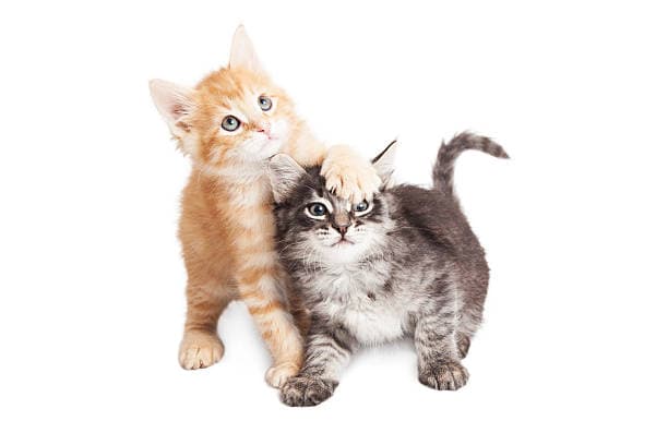 Two playful kittens, one with a paw on the other's head